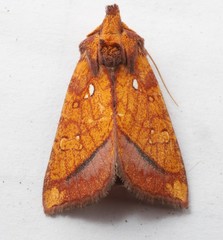 Papaipema leucostigma