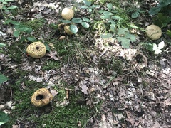 Scleroderma citrinum