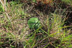 Haemanthus