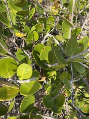 Eugenia capensis capensis