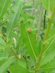 Salix pseudomedemii
