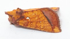 Papaipema leucostigma