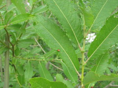 Salix pseudomedemii