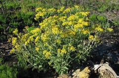 Senecio crenatus