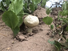 Agaricus deserticola