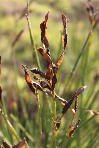Spanish Broom