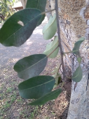 Ficus thonningii