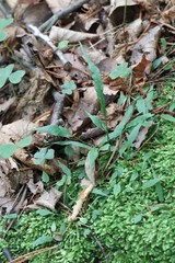 Asplenium ruprechtii
