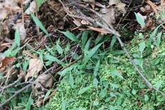 Asplenium ruprechtii