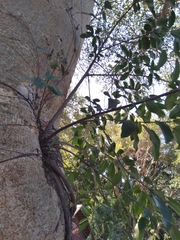 Ficus thonningii