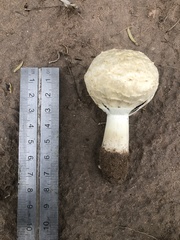 Agaricus deserticola