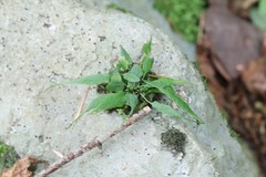 Asplenium ruprechtii