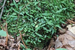 Asplenium ruprechtii