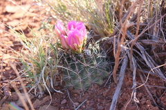 Sclerocactus