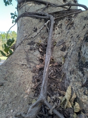 Ficus thonningii