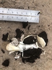 Agaricus deserticola