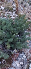 Artemisia cuspidata