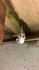 Engyodontium aranearum