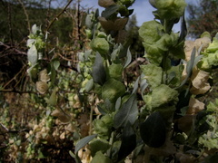 Atriplex lindleyi inflata