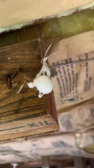 Engyodontium aranearum