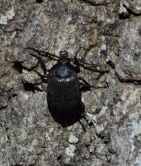 Penthe pimelia