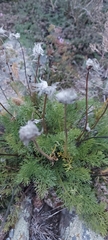 Pulsatilla tenuiloba