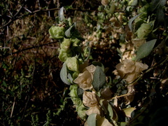 Atriplex lindleyi inflata