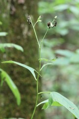 Parasenecio
