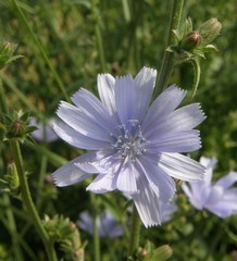 Cichorium intybus