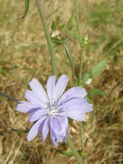 Cichorium intybus