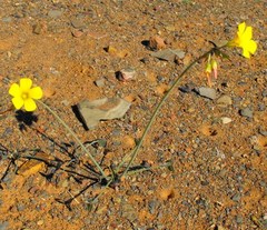 Oxalis pes-caprae pes-caprae