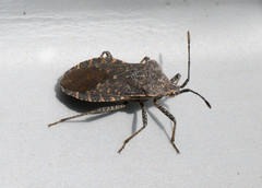 Hypselonotini