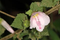 Pavonia columella