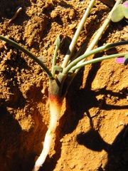 Oxalis pes-caprae pes-caprae