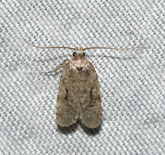 Agonopterix curvilineella