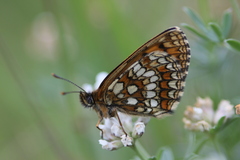 Melitaea britomartis