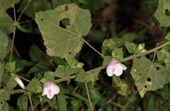 Pavonia columella
