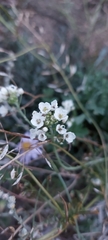 Smelowskia alba