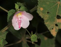 Pavonia columella