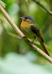 Leptopogon rufipectus