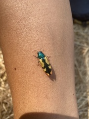 Buprestis viridisuturalis