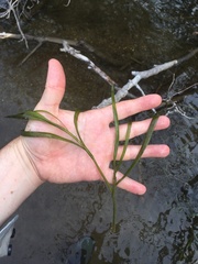 Potamogeton zosteriformis