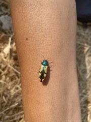Buprestis viridisuturalis