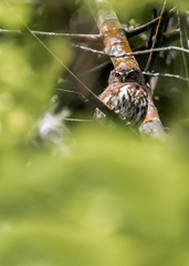Glaucidium jardinii