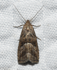 Hypenodes caducus