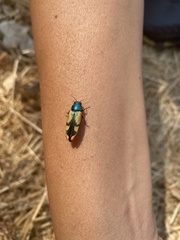 Buprestis viridisuturalis