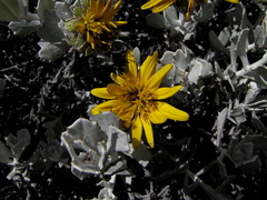 Berkheya cuneata