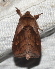 Bellura densa