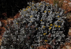 Berkheya cuneata