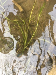 Potamogeton zosteriformis